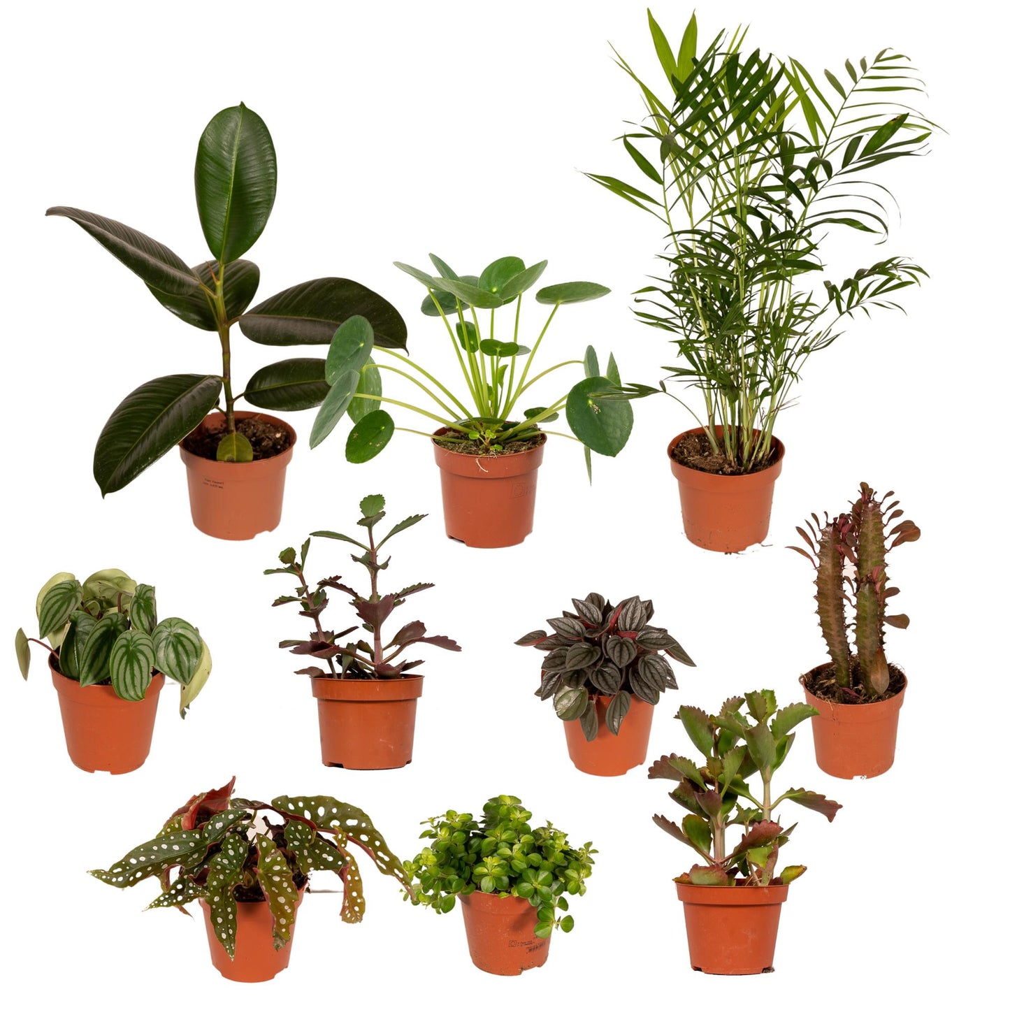 Außenseiterbox – 10 pflegeleichte Pflanzen Ø12cm