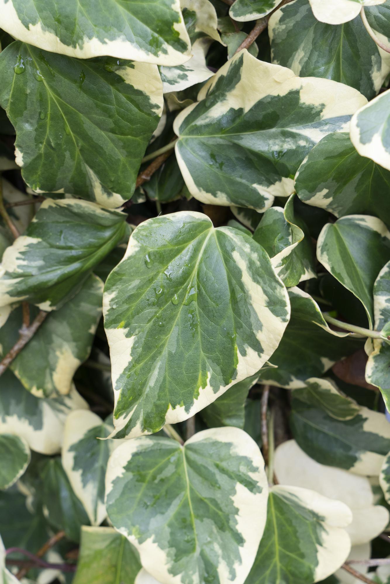 Hedera colchica 'Dentata Variegata' – pflegeleichte Efeutute Ø15cm