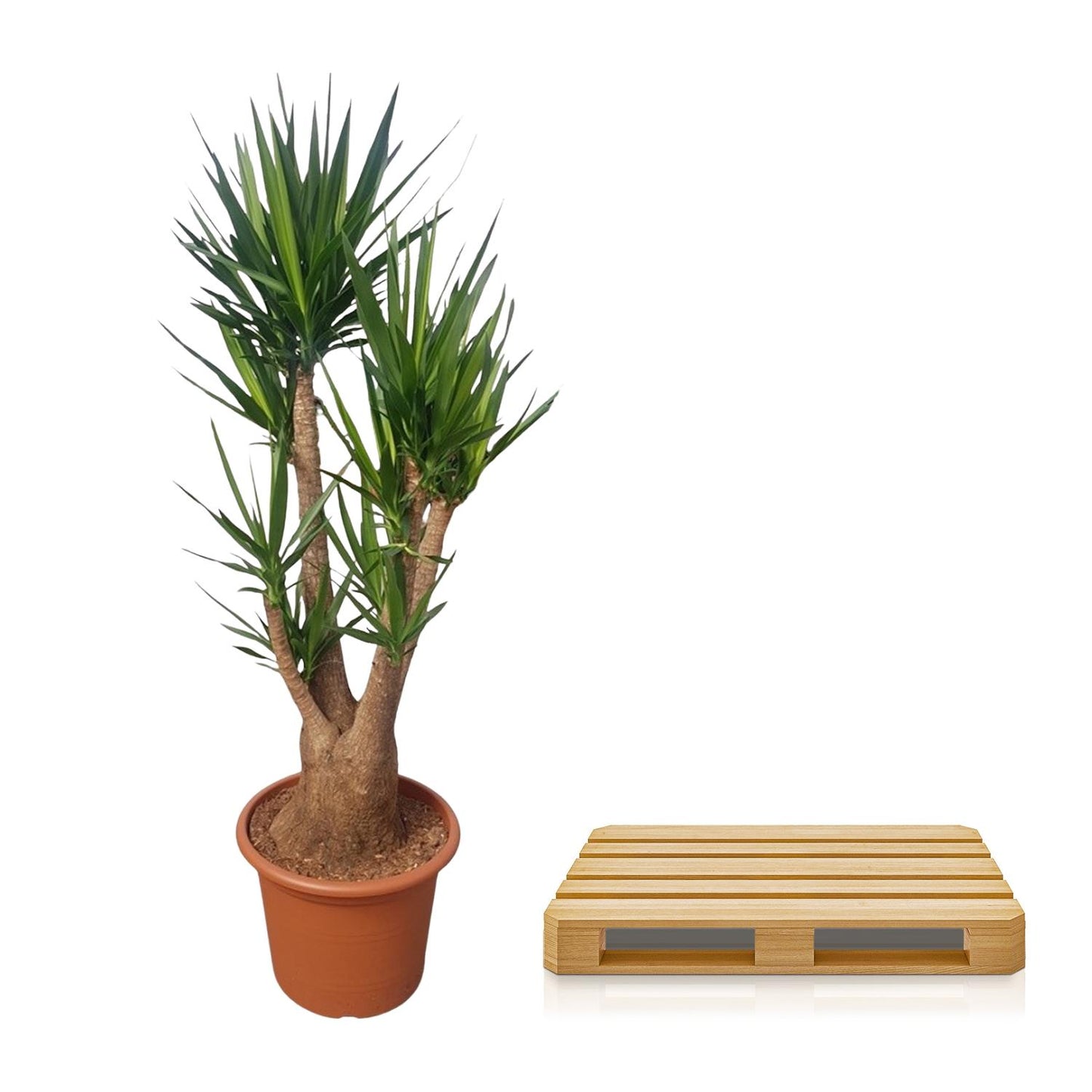 Yucca Elephantipes vertakt – 190 cm, Ø 55 cm