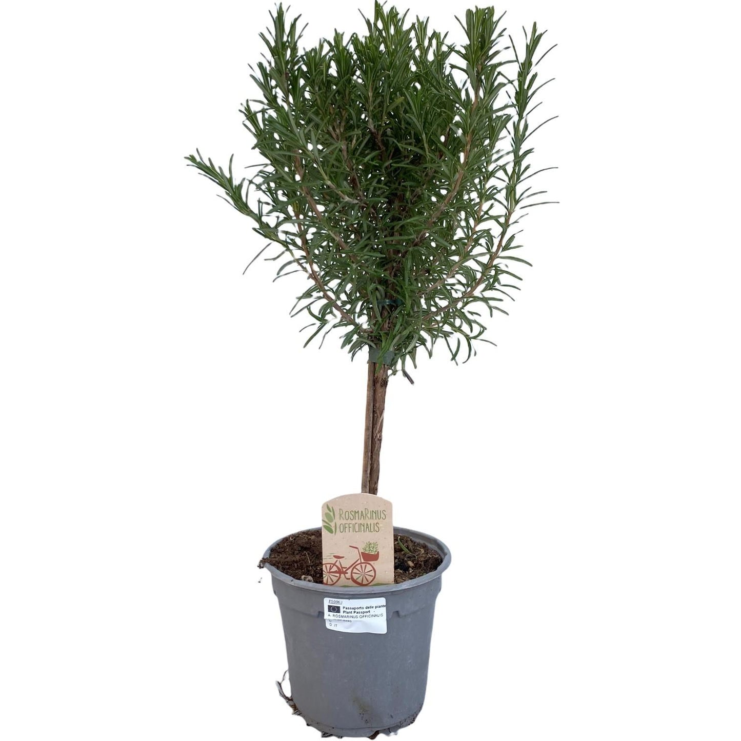 Rosmarinus Officinalis Stamm - Ø14cm Topf, ca. 45cm hoch