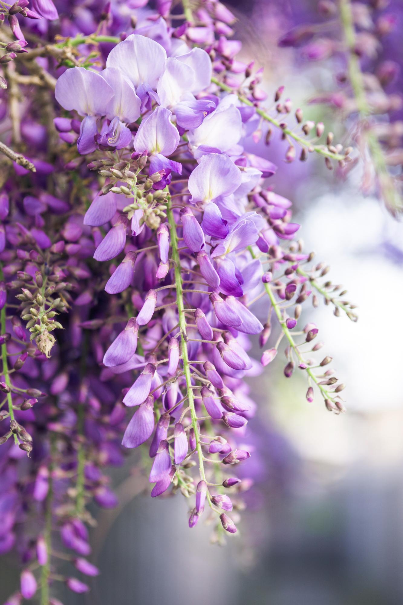Wisteria floribunda 'Naga Noda' – Kletterpflanze 65 cm
