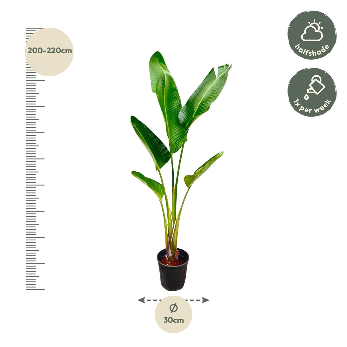 Strelitzia Augusta – Weißer Paradiesvogel XXL 220cm