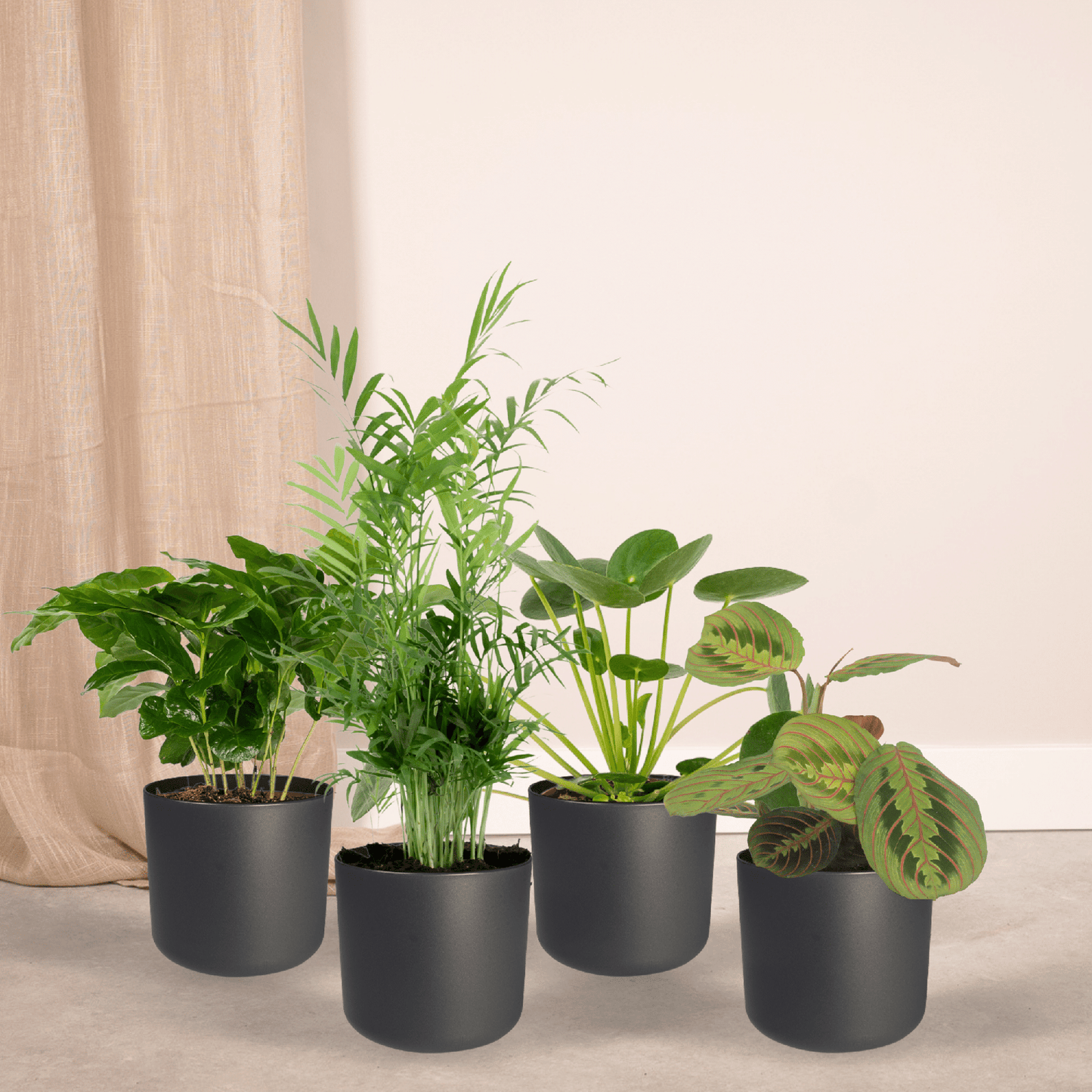 Tierfreundliche Zimmerpflanzenbox – 4er Set Ø12cm