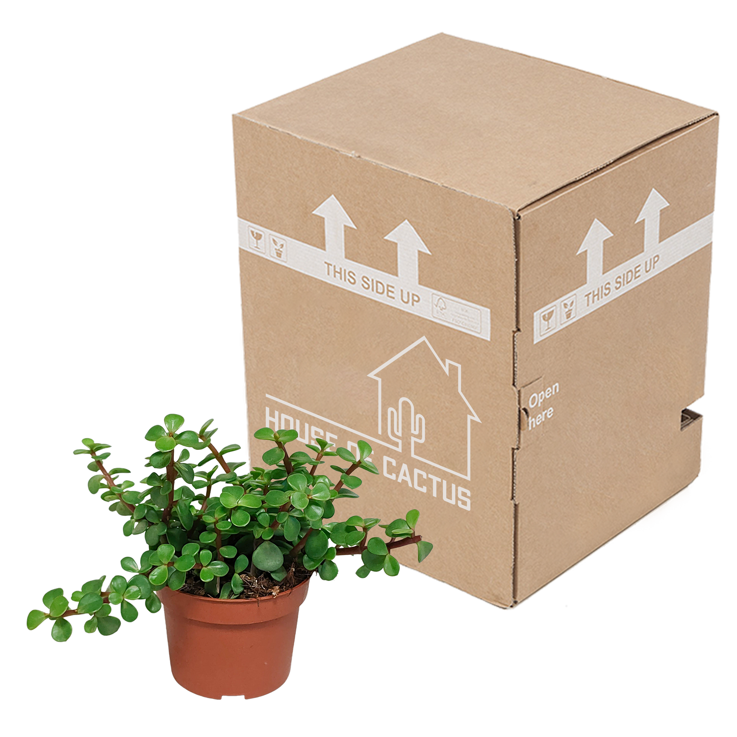 Portulacaria afra – Pflegeleichte Sukkulente ohne Topf