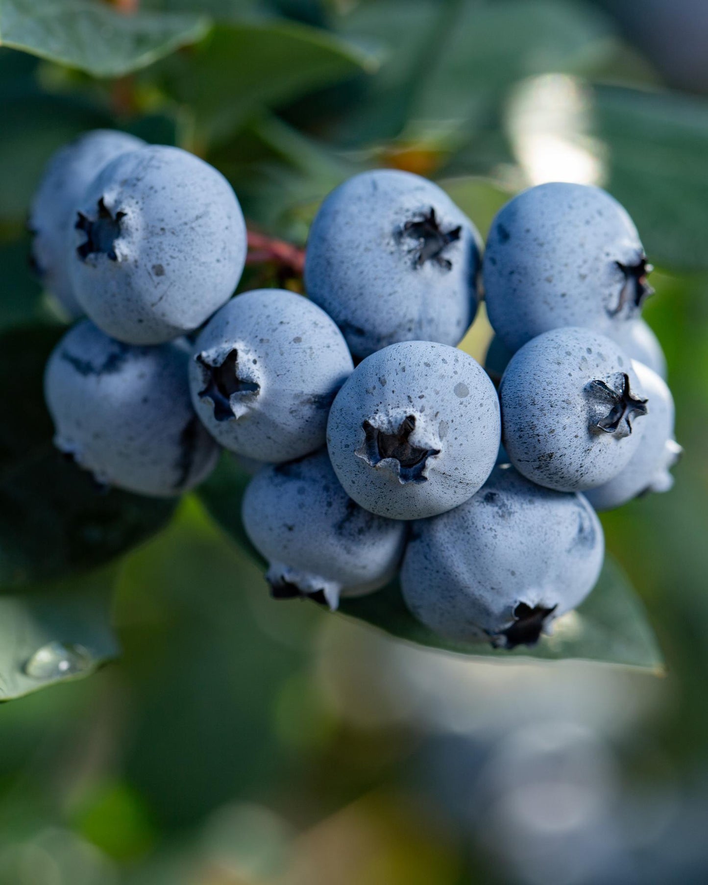6er-Set Vaccinium corymbosum – pflegeleichte Heidelbeeren