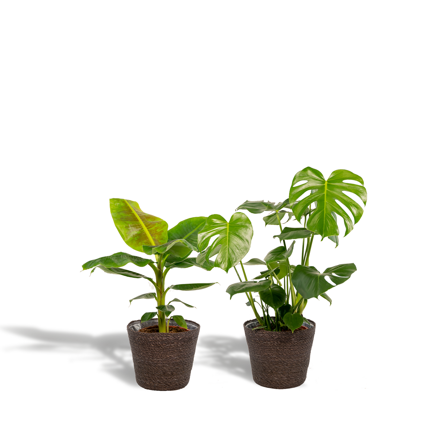 Monstera Deliciosa & Musa Dwarf Cavendish im Korb Ø21cm