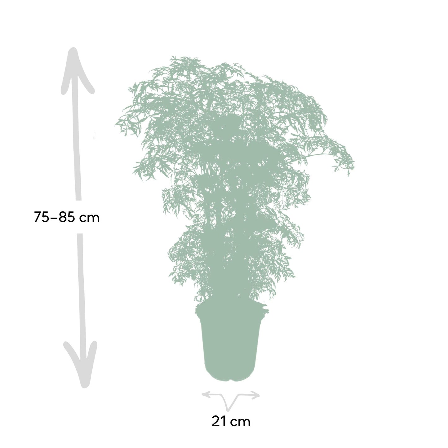 Polyscias Fruticosa (Aralia) – Stilvolle, pflegeleichte Zimmerpflanze Ø21cm