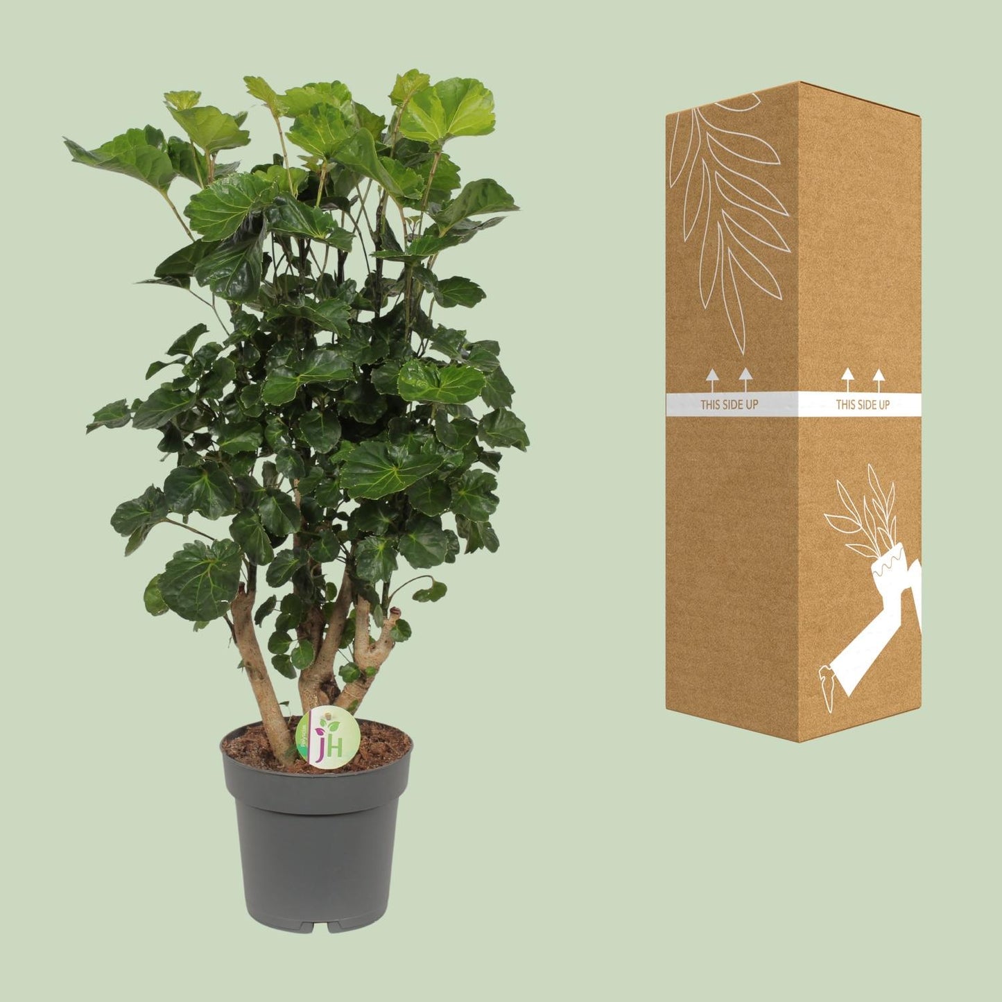 Polyscias Lemon – Pflegeleichte, dekorative Zimmerpflanze Ø19cm