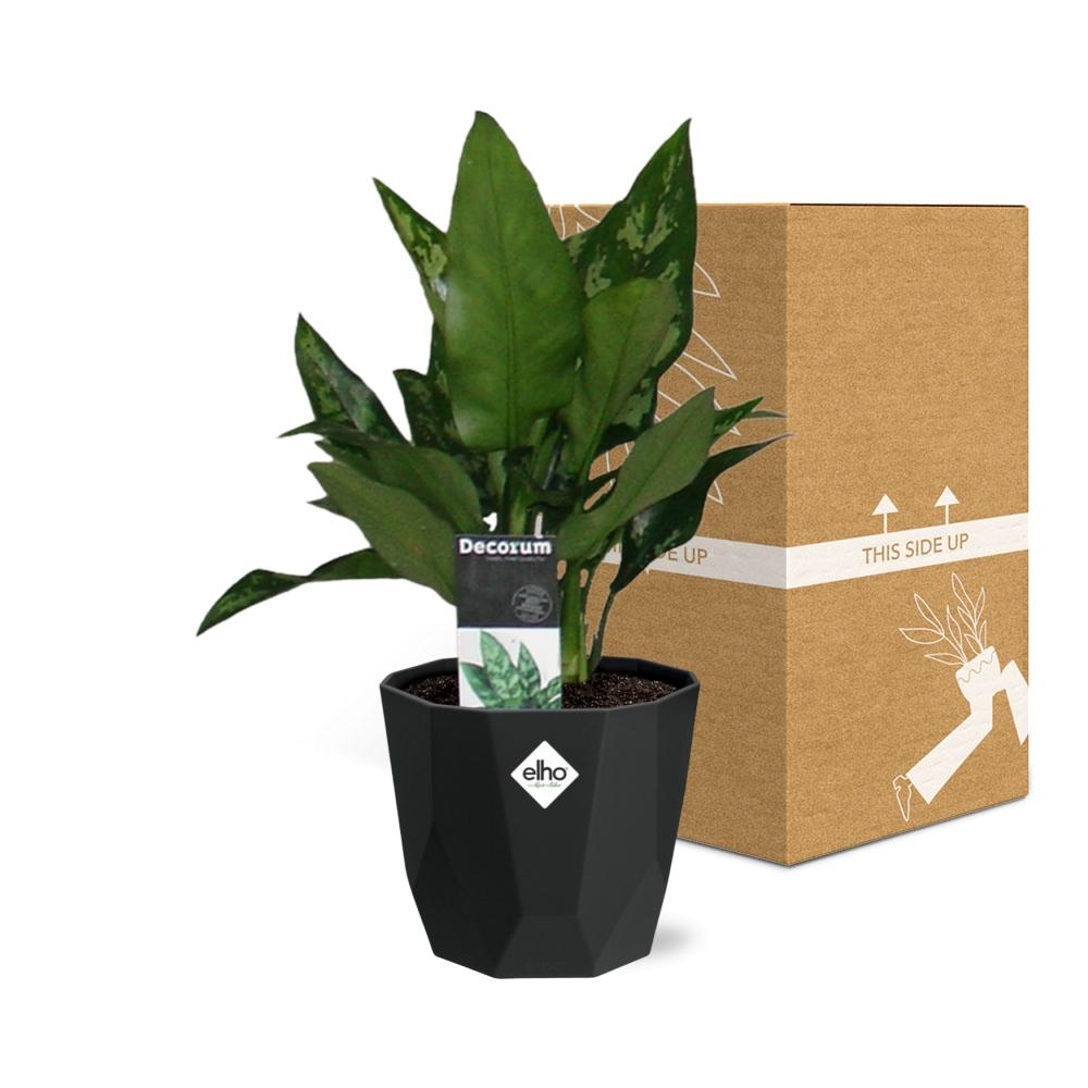 Aglaonema Maria – Pflegeleichte Zimmerpflanze im schwarzen Topf