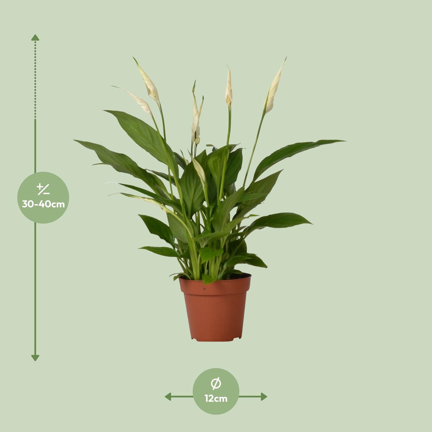 Spathiphyllum Bingo Cupido – Pflegeleichte Löffelpflanze Ø12cm