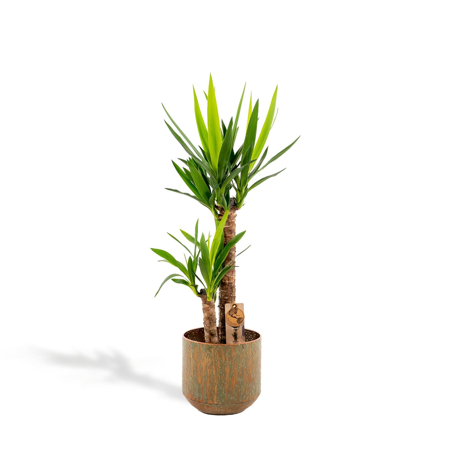 Yucca Palmlilie mit Topf – 100 cm Höhe, Ø 21 cm