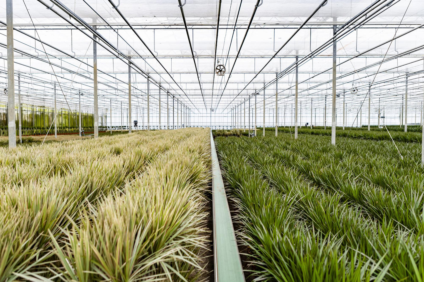Dracaena Marginata – Pflegleichter Drachenbaum Ø21cm, 120cm hoch