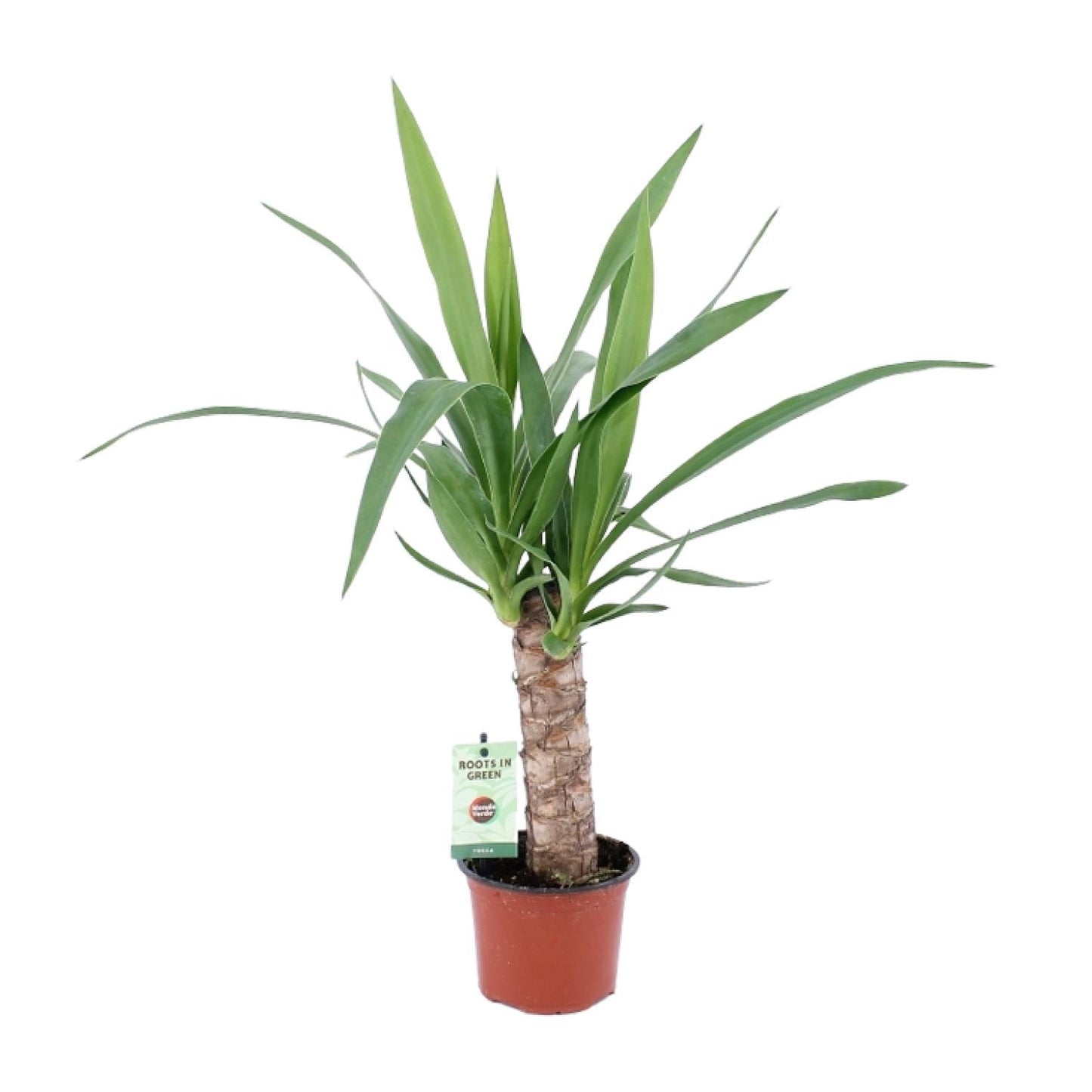 Yucca-Pflanze Ø12cm – Pflegeleicht & Stylisch