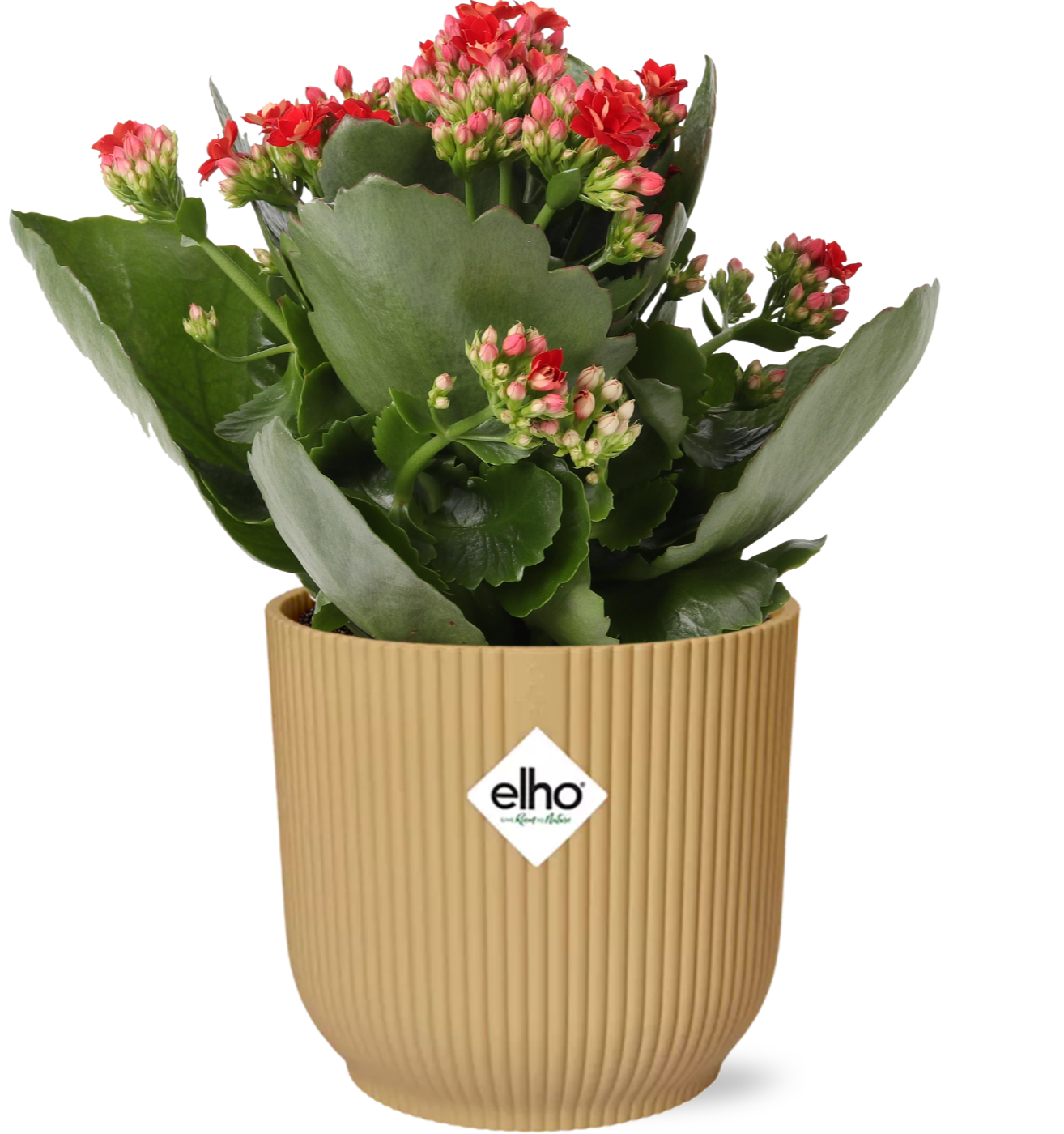 Kalanchoe Rosalina Don Justino Rood im ELHO Vibes Fold Topf 14cm Gelb