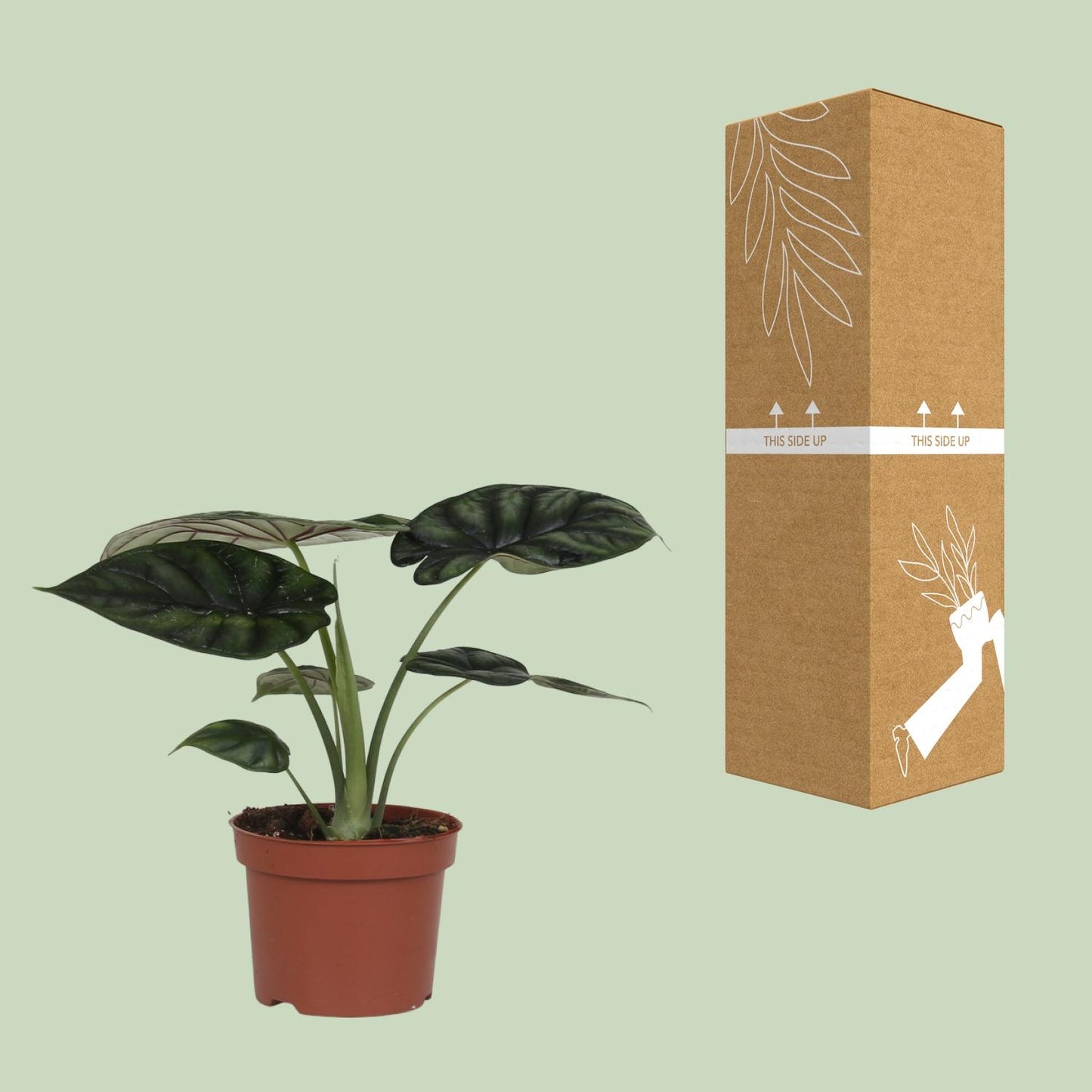 Alocasia Dragon Scale – Pflegleichte XXL-Blattpflanze Ø17cm