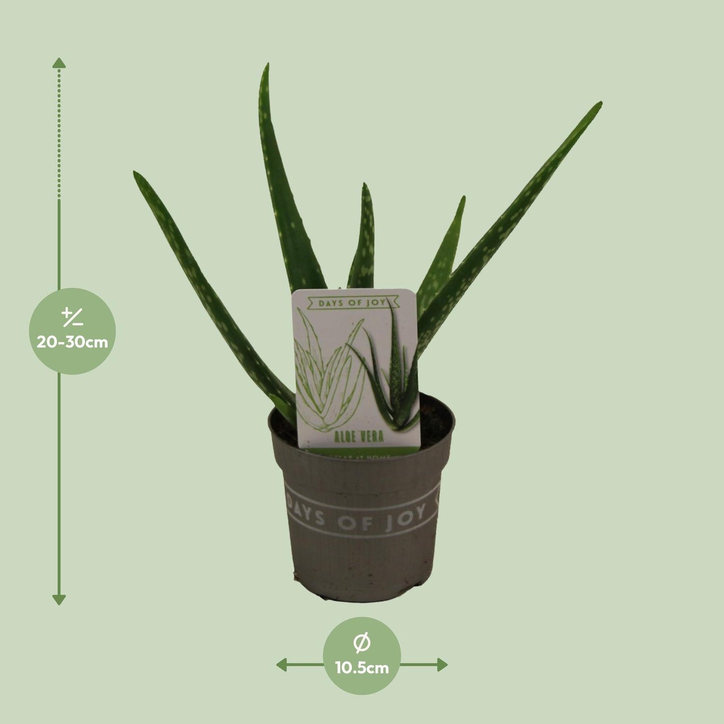 Aloë Vera – Pflegeleichte Sukkulente Ø10,5cm, Höhe 30cm