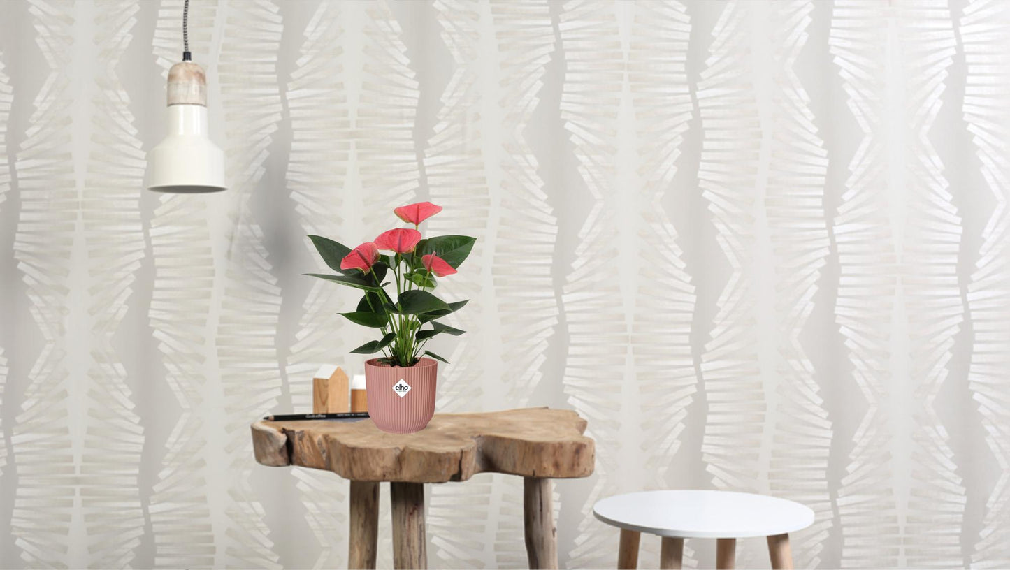 Anthurium Sweet Dream – Pflegeleichte Flamingoblume Ø12cm