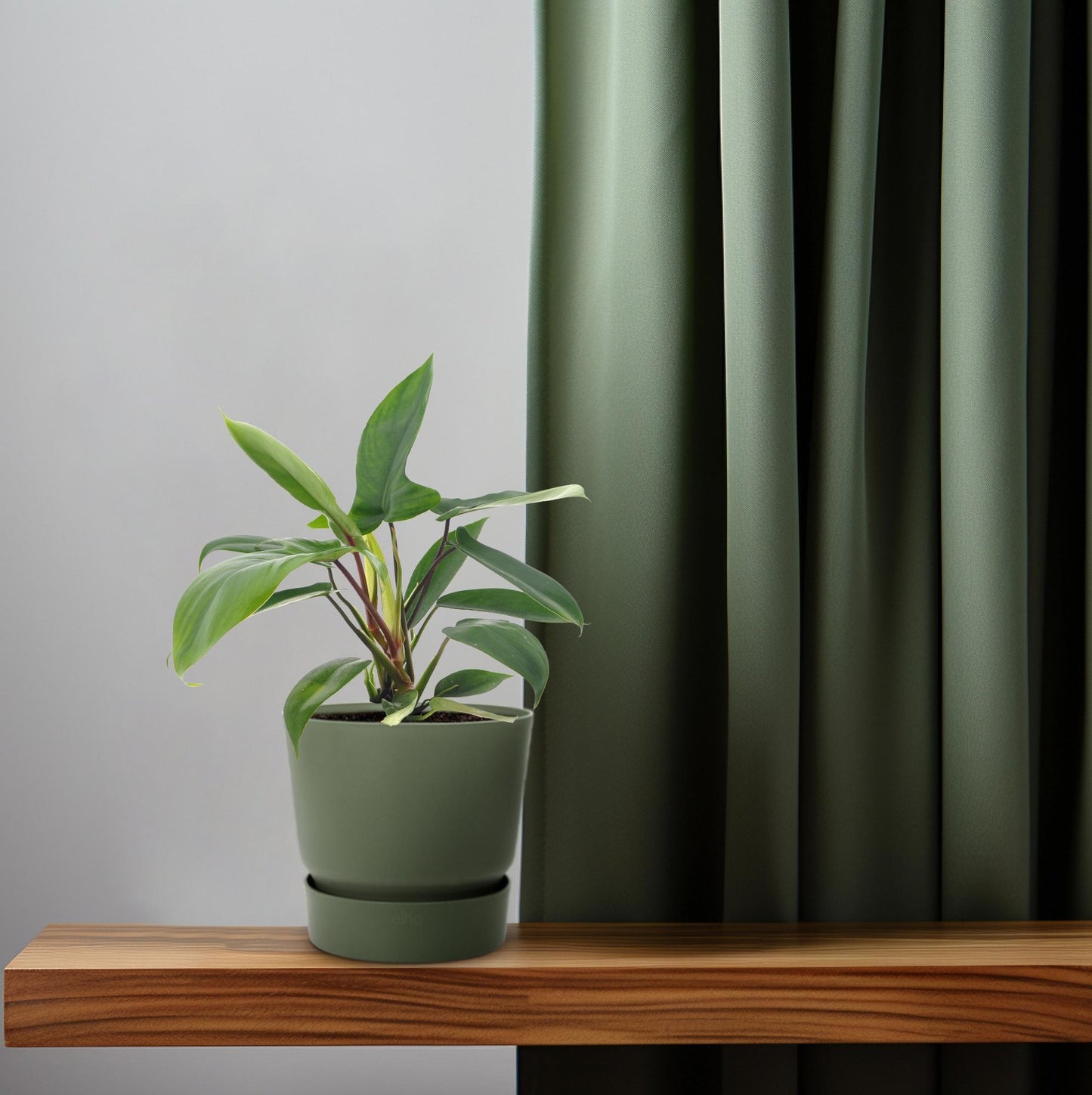 Philodendron Florida Green Ø12cm – Pflegeleichte Zimmerpflanze