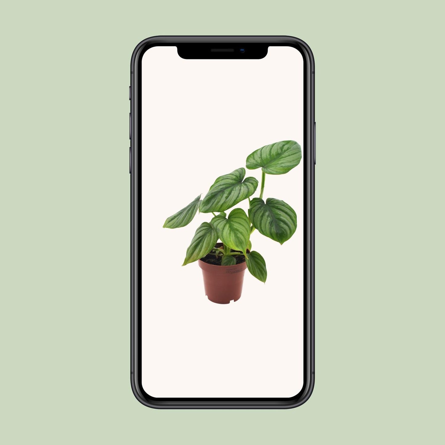 Philodendron Mamei – Pflegeleichte Zimmerpflanze Ø12cm