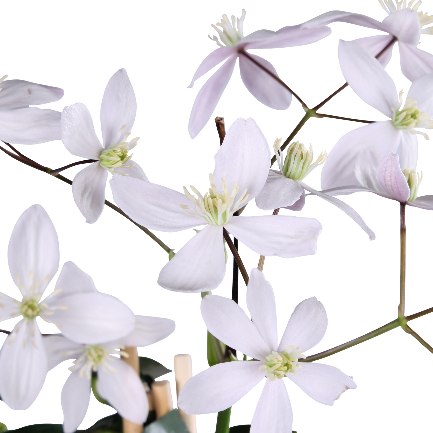 Clematis armandii Apple Blossom – Immergrüne Kletterpflanze Ø15cm