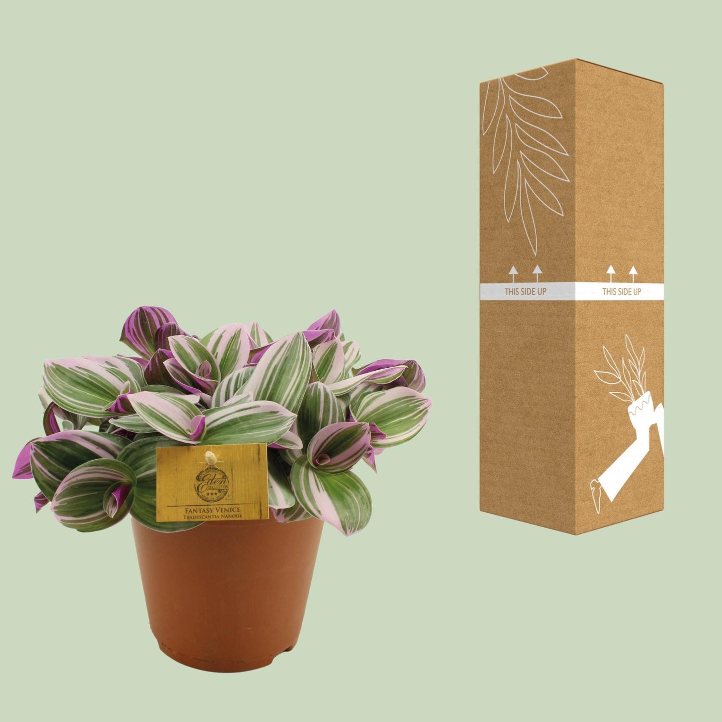 Tradescantia Nanouk – Bunte, pflegeleichte Zimmerpflanze Ø15cm