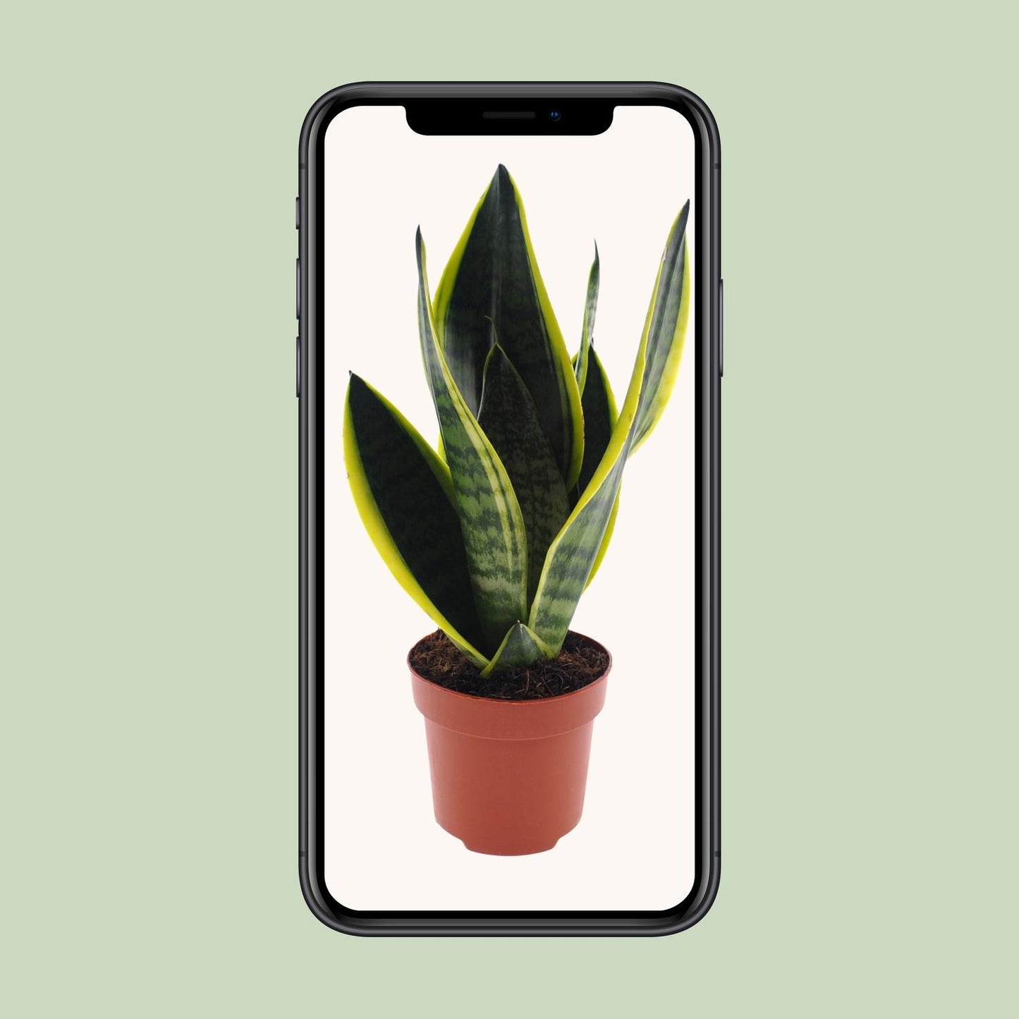 Sansevieria Futura Superba – Pflegeleichte Schwiegermutterzunge Ø12cm