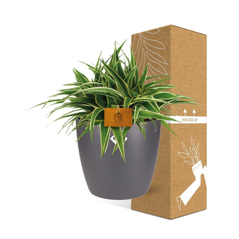 Chlorophytum Ocean 15cm – pflegeleichte Spiderpflanze im ELHO Topf