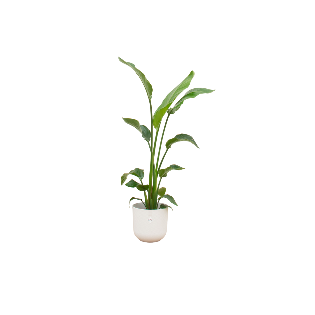 Strelitzia Nicolai mit elho Jazz Round Ø23 – 120 cm