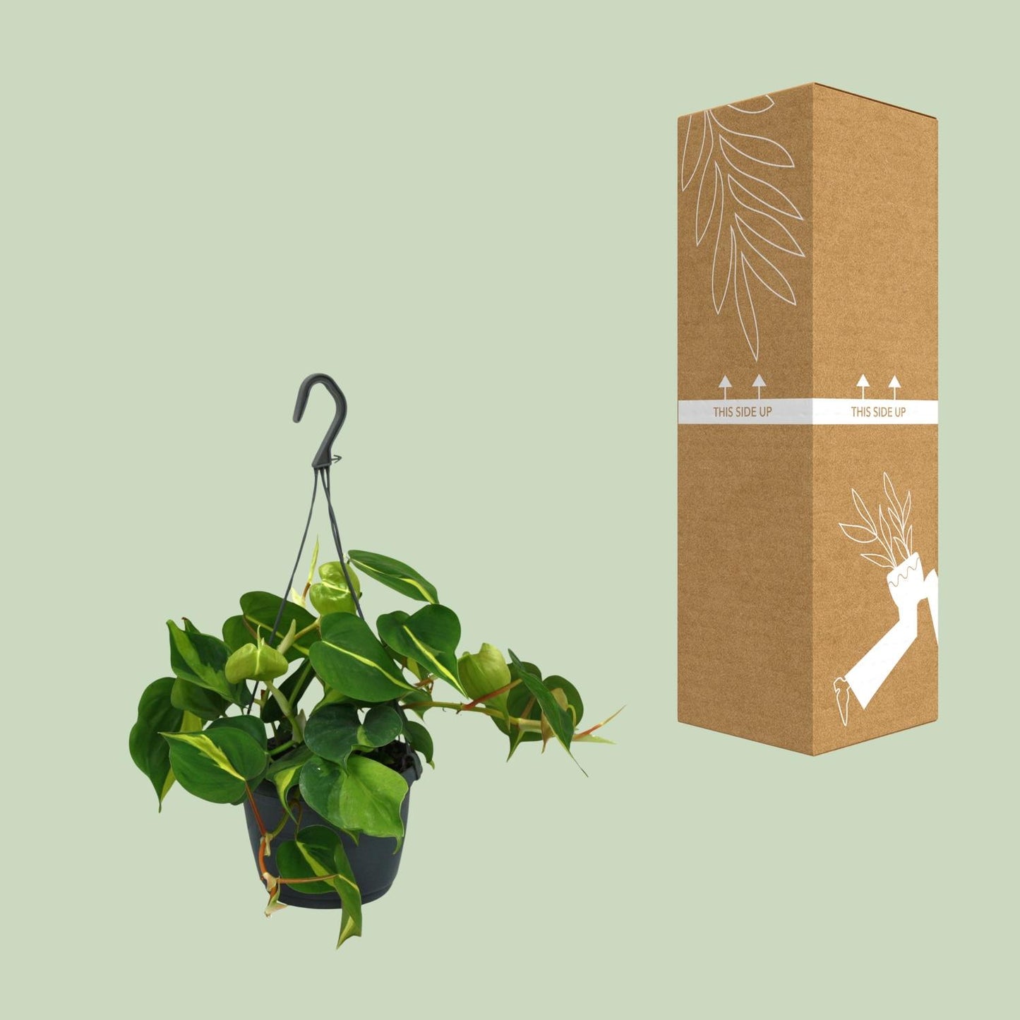 Philodendron Scandens Brasil – Pflegeleichte & stilvolle Zimmerpflanze Ø15cm