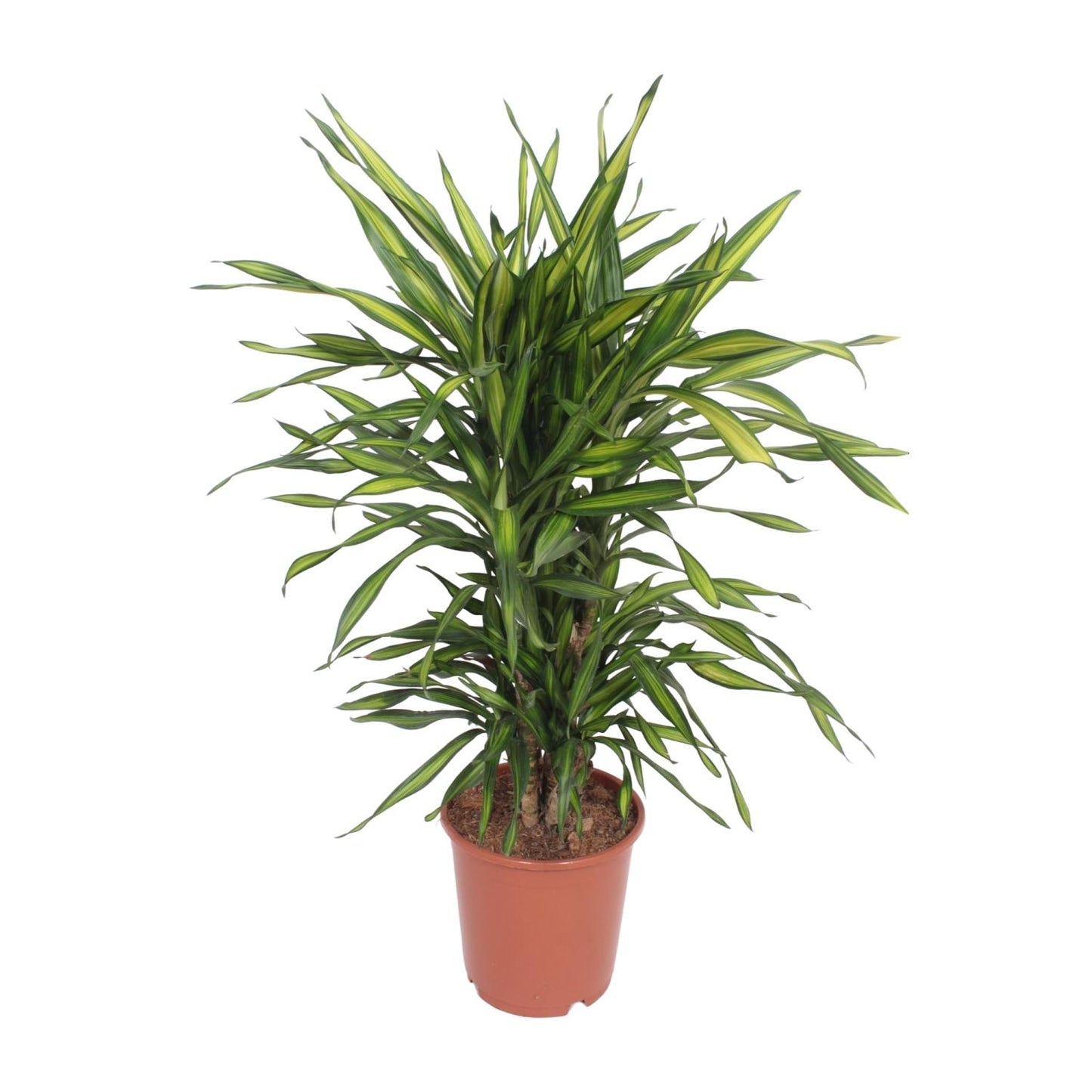 Dracaena Fragrans Riki – Eleganter Drachenbaum Ø24cm, 90cm hoch