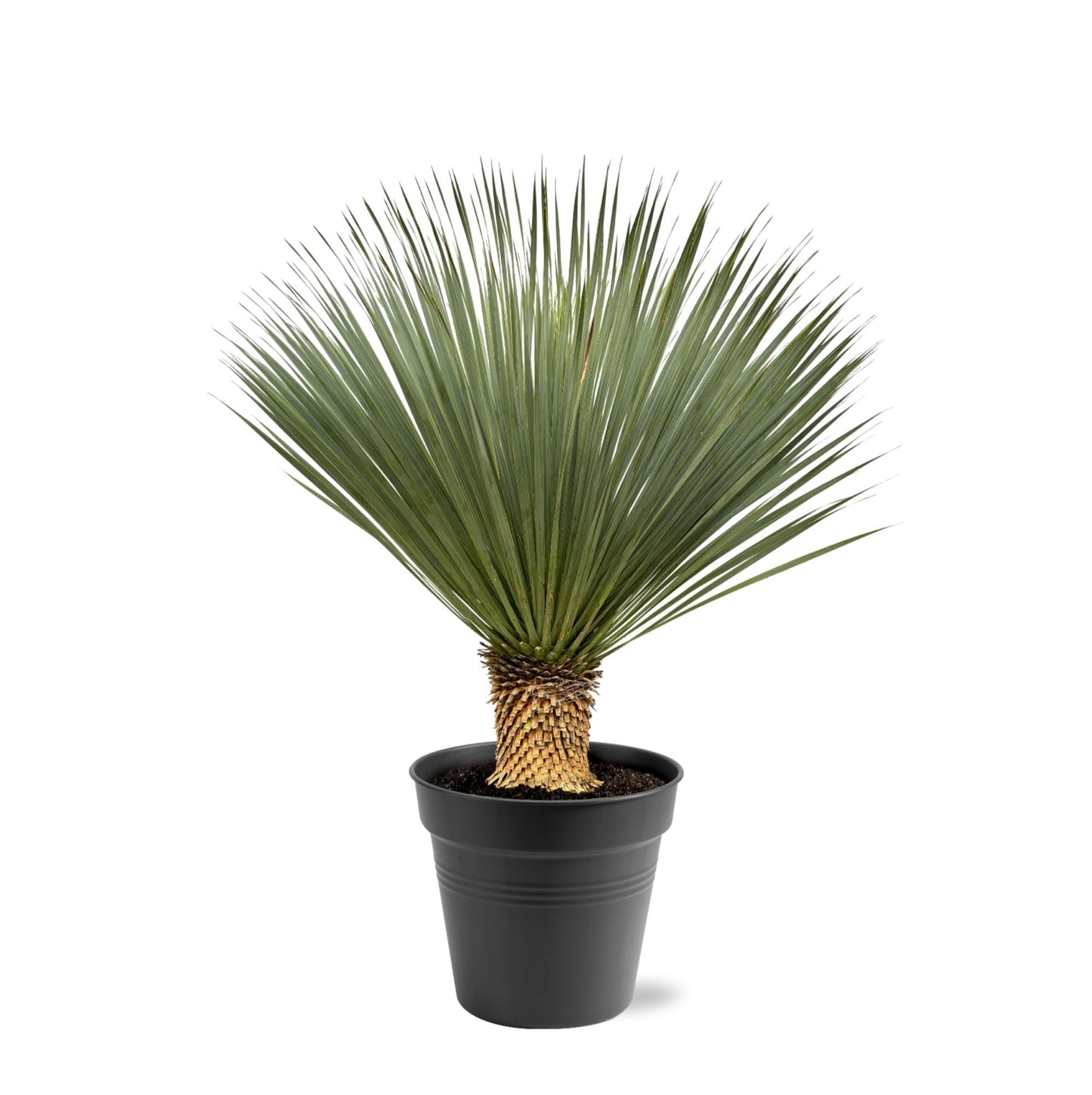 Yucca Rostrata – 100-120 cm – pflegeleichte XXL-Palme