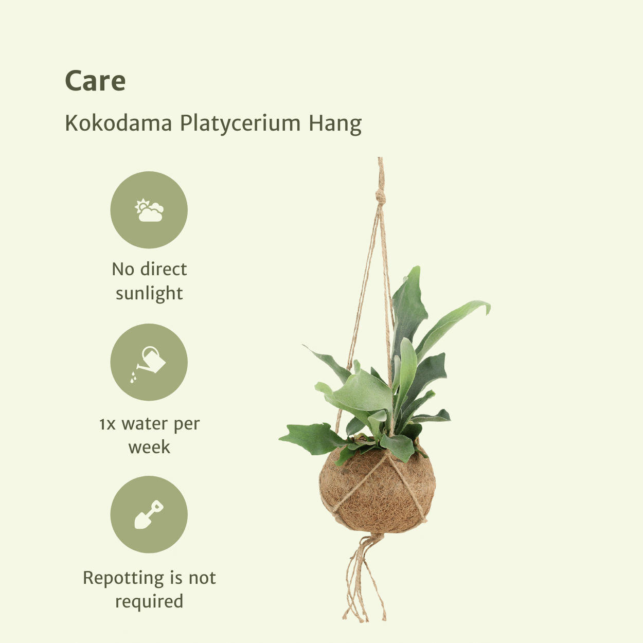 2x Kokodama Platycerium Hang – Hirschhornfarn 35cm