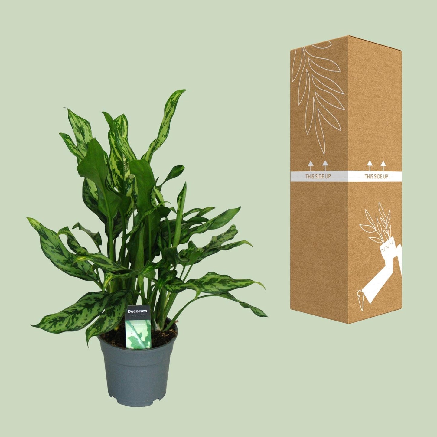 Aglaonema Miss Julliette – Pflegeleichte Zimmerpflanze Ø17cm