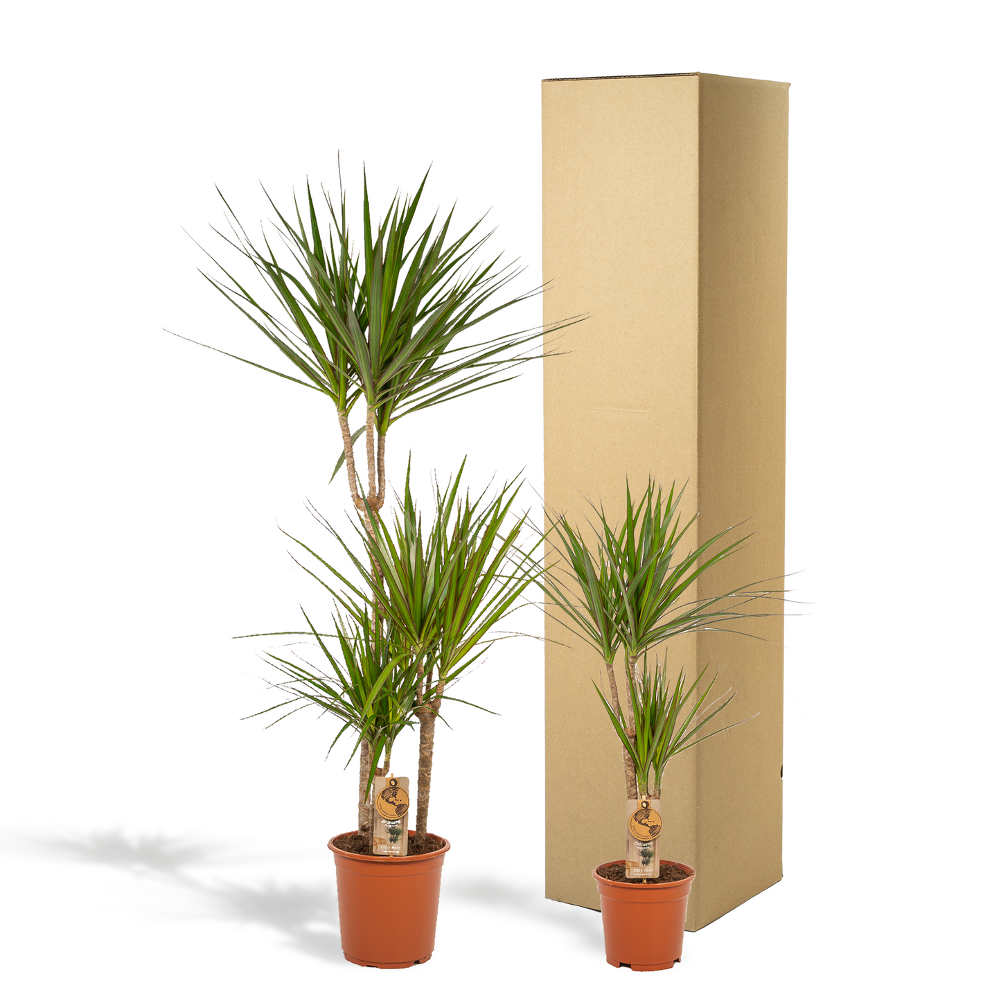 Dracaena Set – 120 cm & 70 cm – Pflegeleicht & Luftreinigend
