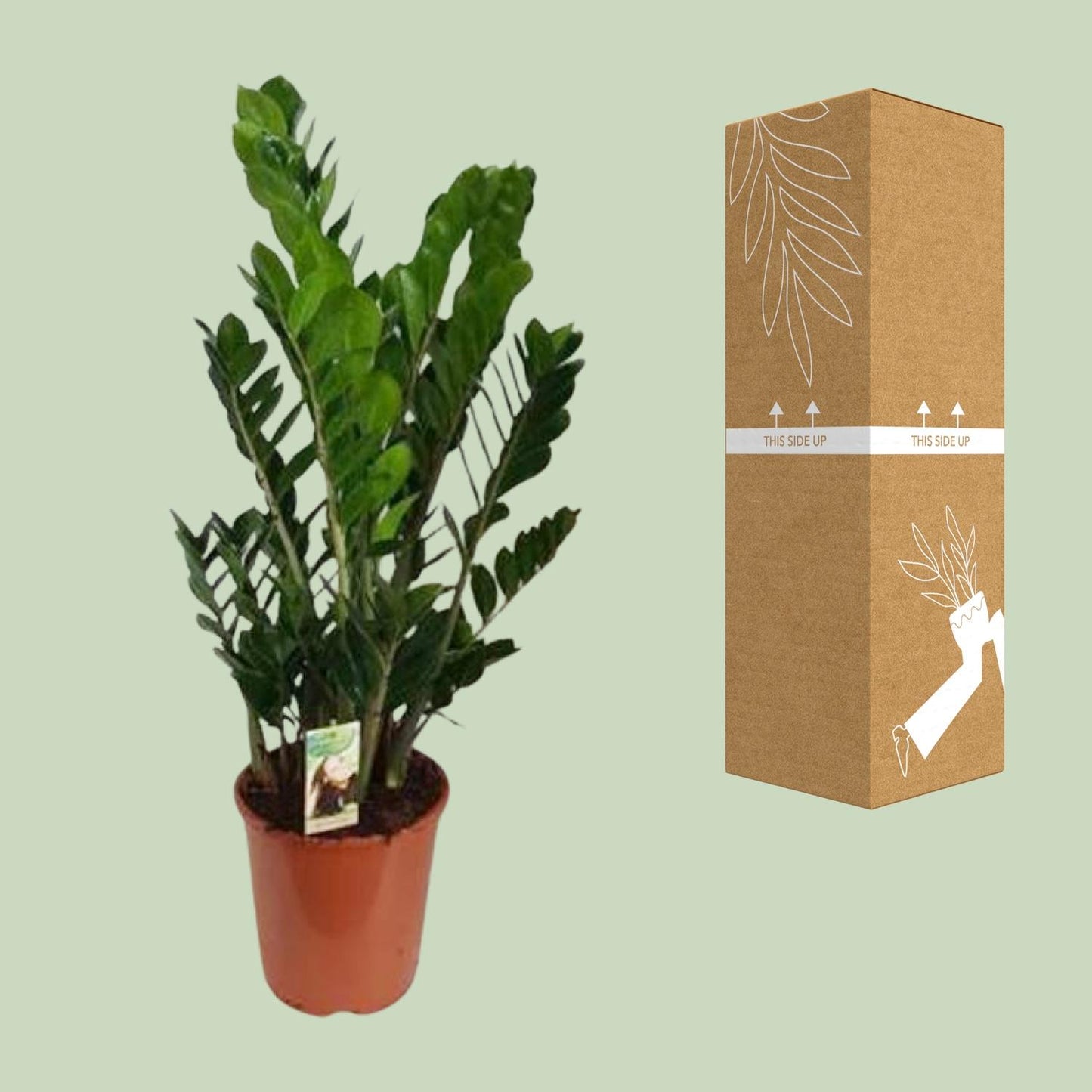 Zamioculcas Zamiifolia – Pflegeleichte XXL Zimmerpflanze Ø27cm