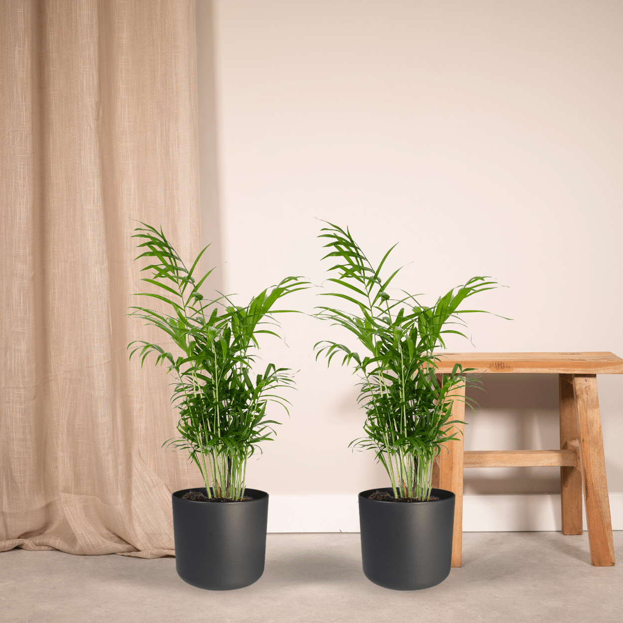 Chamaedorea Elegans – Mexikanische Bergpalme, 2er Set Ø17cm, ca. 55cm