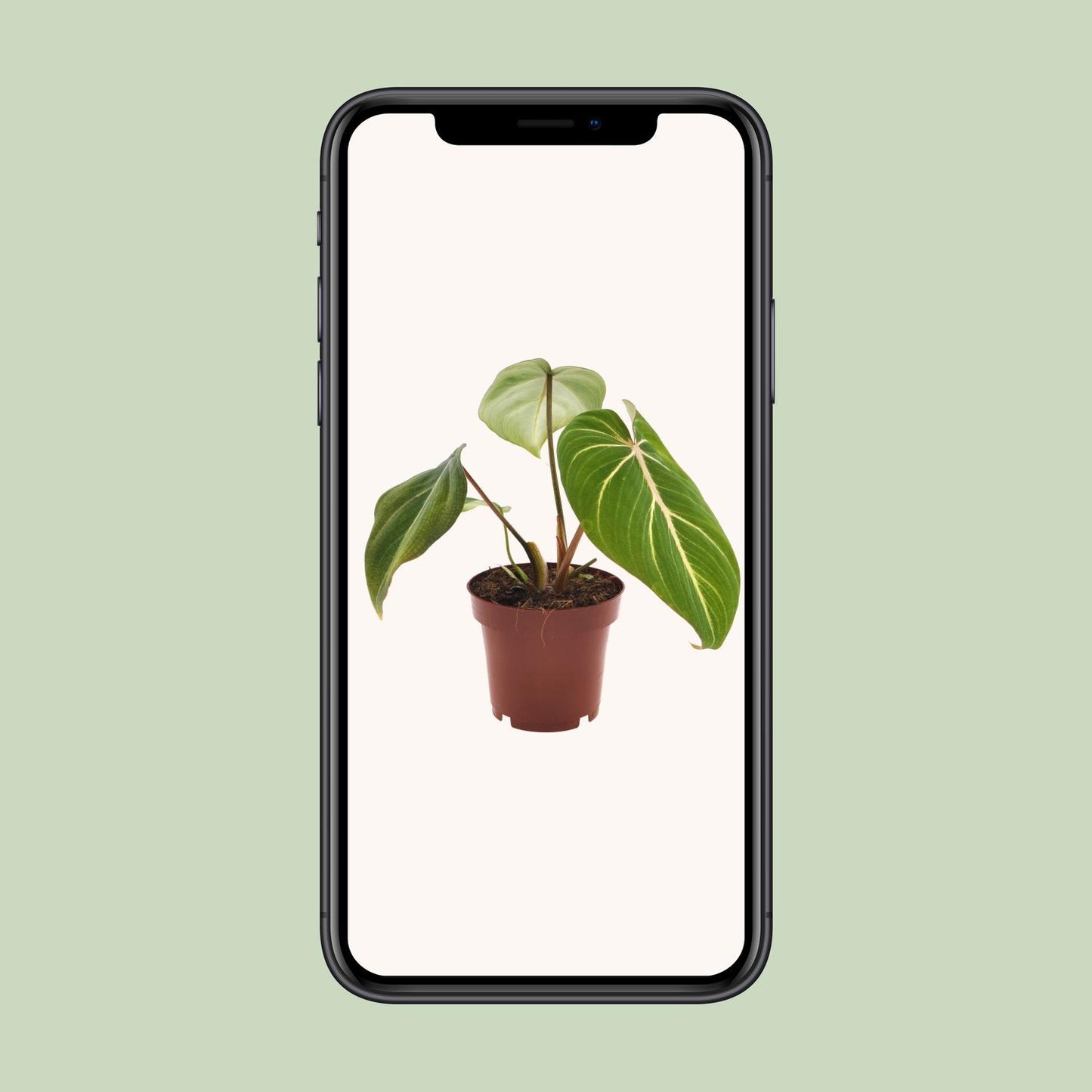 Philodendron Selloum Atom - pflegeleichte Zimmerpflanze Ø12cm