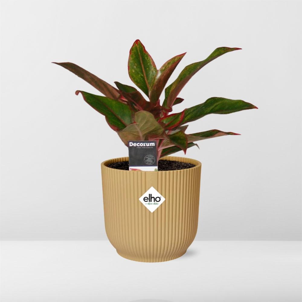 Aglaonema Crete – Pflegeleichte Zimmerpflanze im ELHO Vibes Fold Topf 14cm
