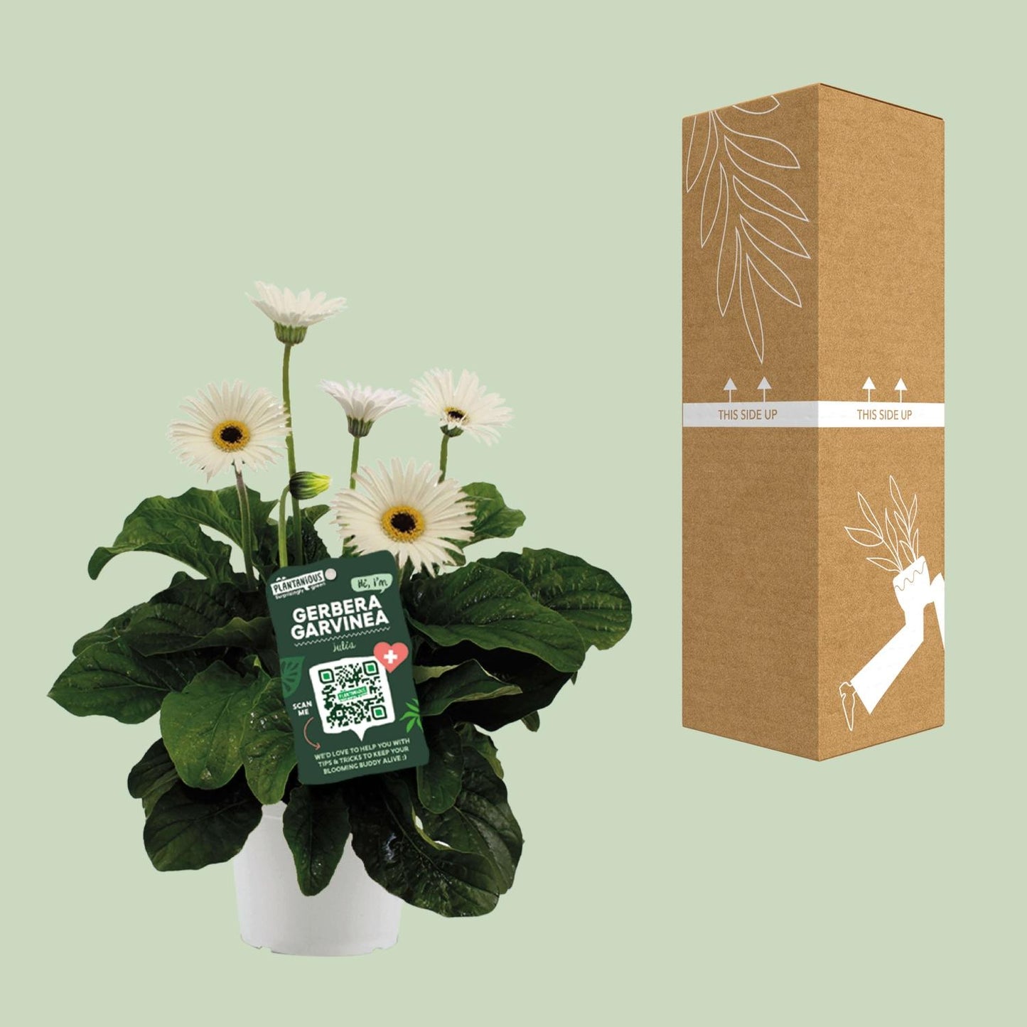 Garvinea Gerbera Wit – Leuchtende Blütenpracht Ø19cm