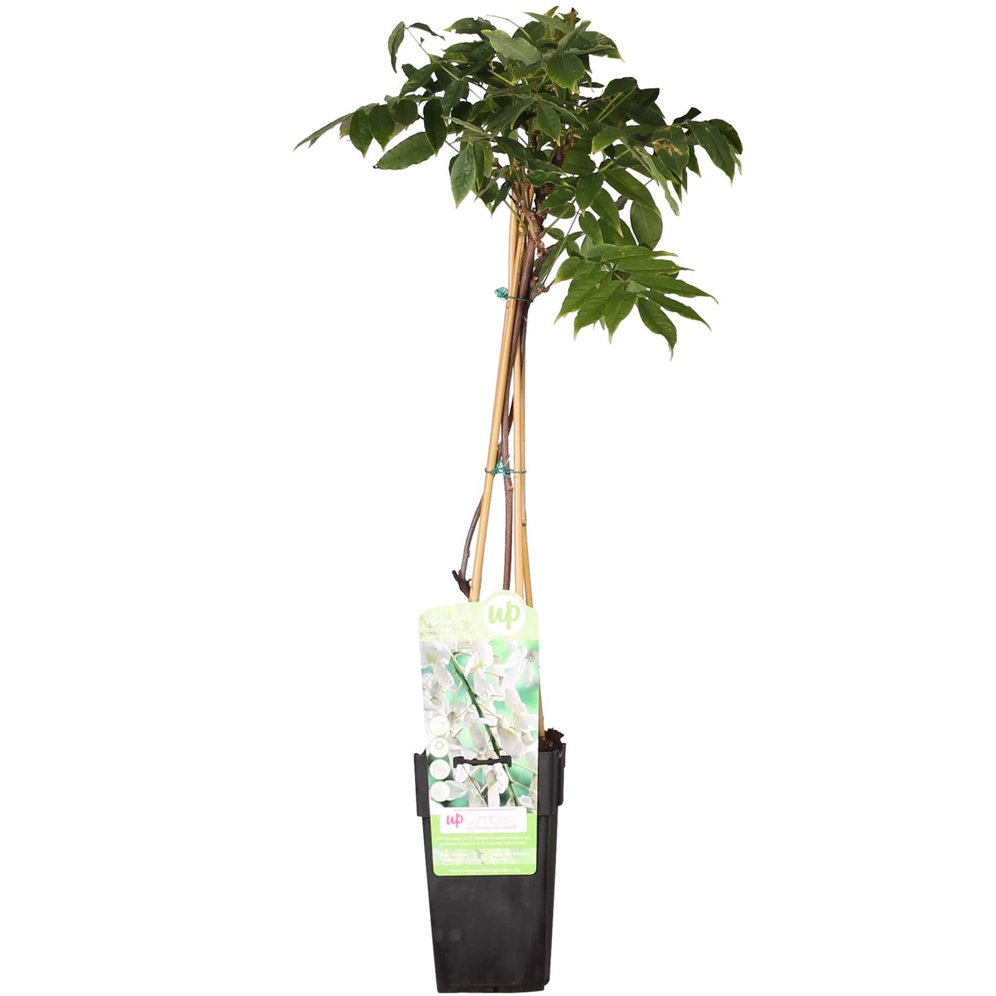 Wisteria floribunda 'Longissima Alba' – Weißer Regen Ø15cm