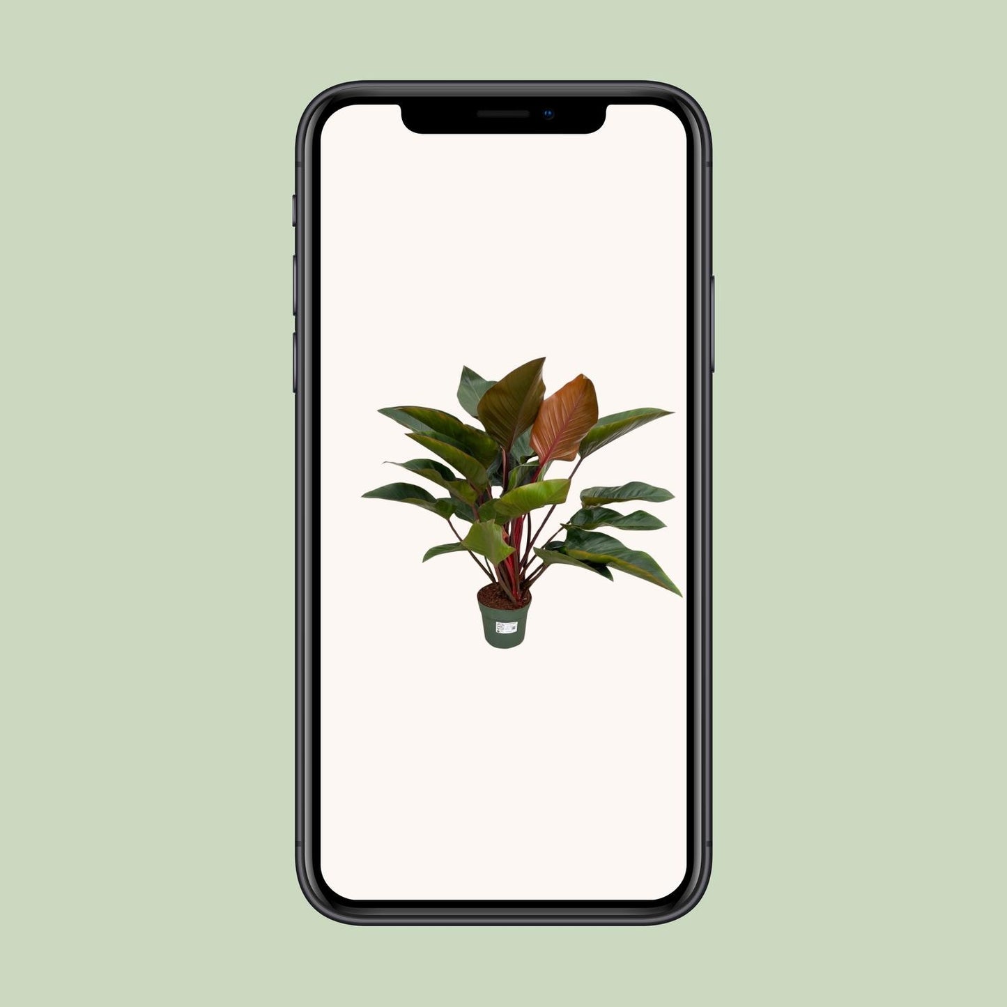 Philodendron Red Beauty – Pflegeleichte XXL-Zimmerpflanze Ø27cm