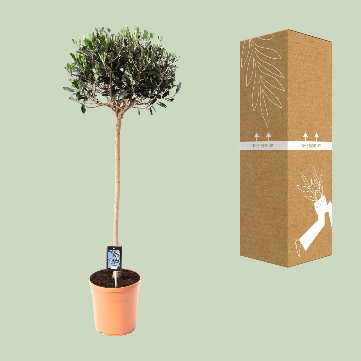Gemeine Olive Olea – Ø19cm Topf, ca. 80cm hoch