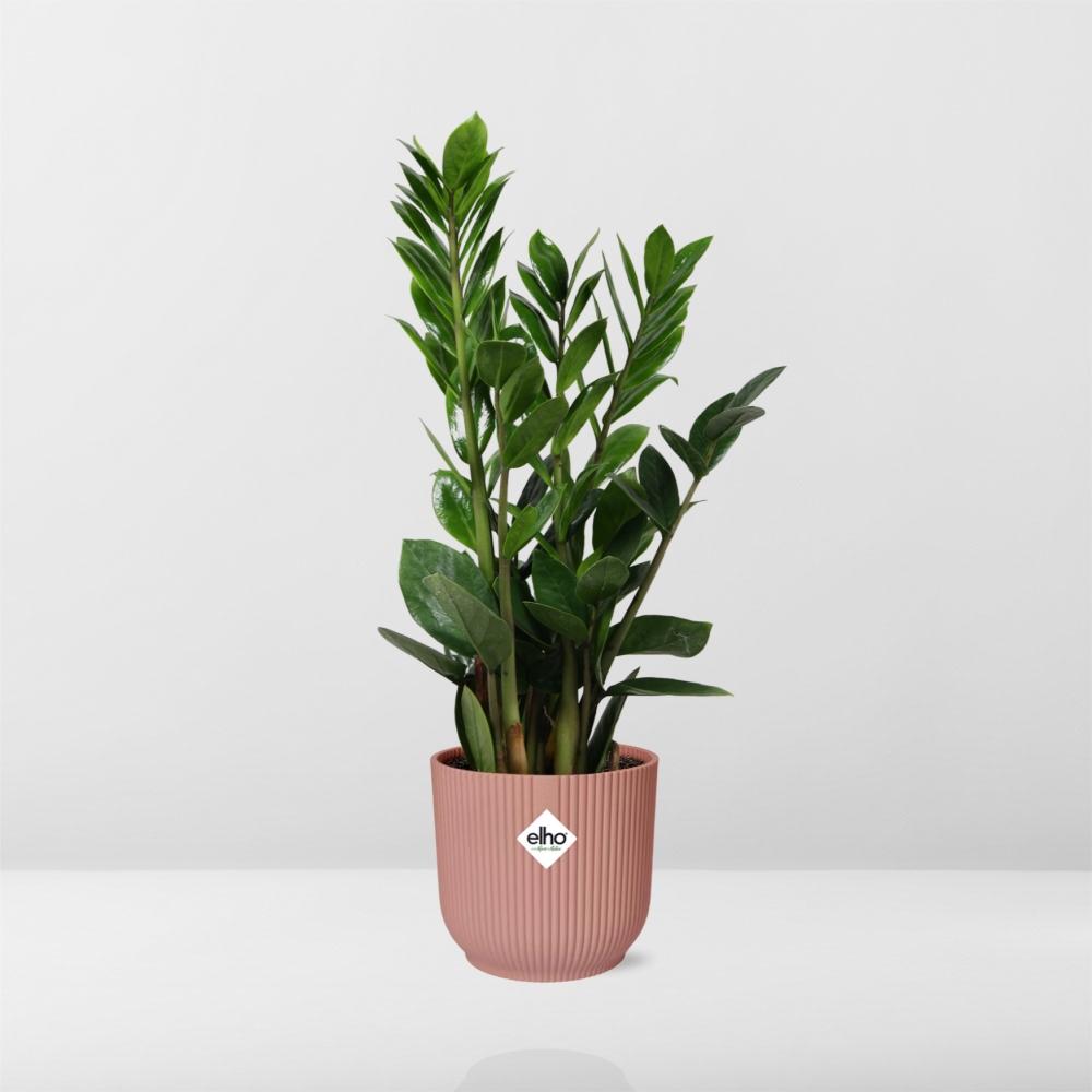 Zamioculcas – Pflegeleichte ZZ-Pflanze im rosa ELHO Vibes Fold Topf