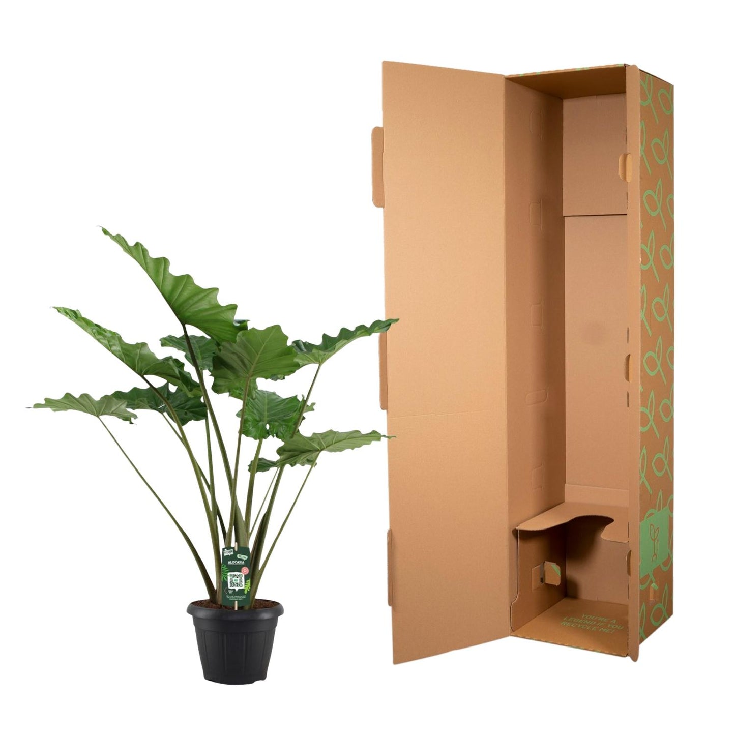 Alocasia Portodora – Tropische XXL-Pflanze 140 cm