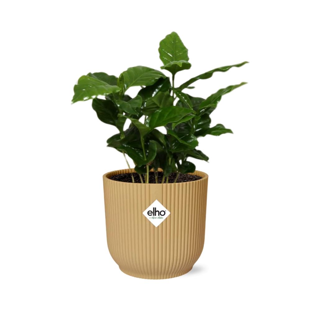 Coffea Arabica – Stilvolle Kaffeepflanze im ELHO Vibes Fold 14cm Gelb