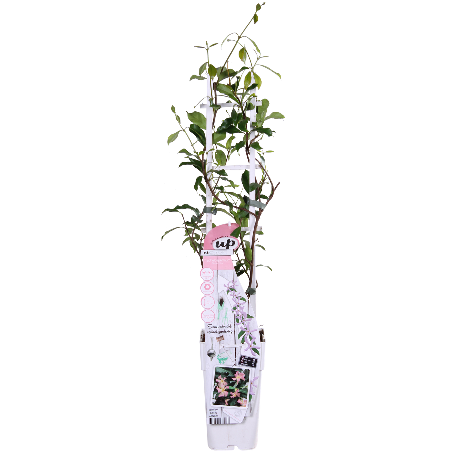 Trachelospermum 'Star of Ibiza' – Toskanischer Jasmin Rosa Ø15cm