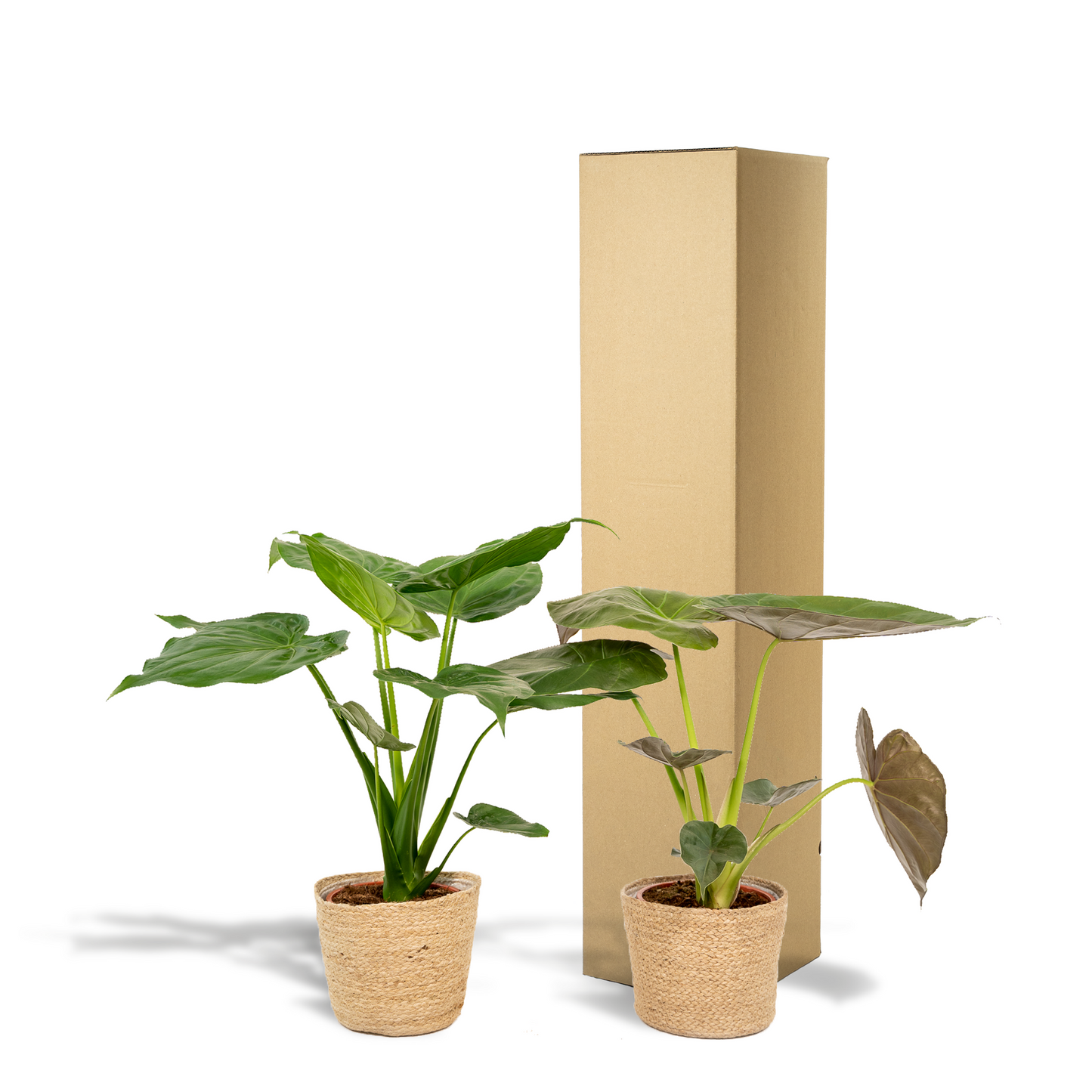 Alocasia Cucullata & Wentii im Korb Ø19cm, 60cm hoch