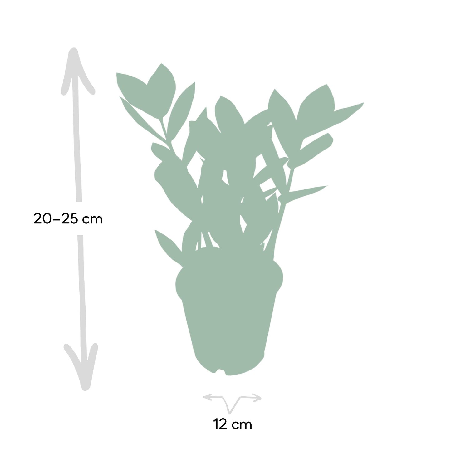 Zamioculcas – Pflegeleichte Zimmerpflanze Ø12cm, 35cm hoch
