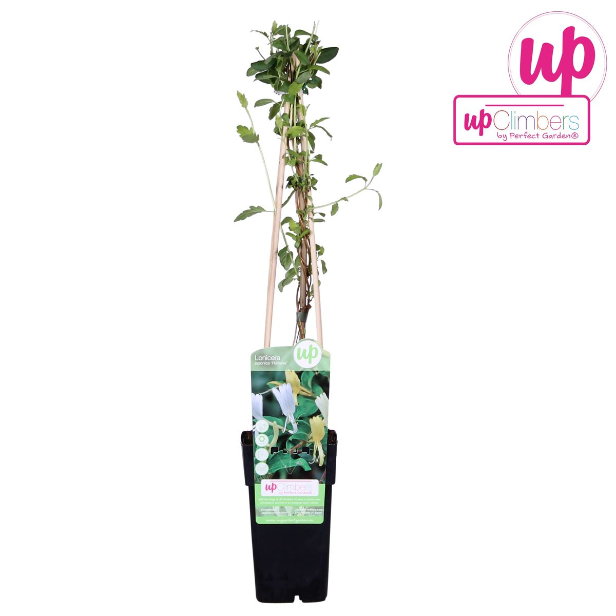Lonicera japonica 'Halliana' – Weißes Geißblatt Ø15cm