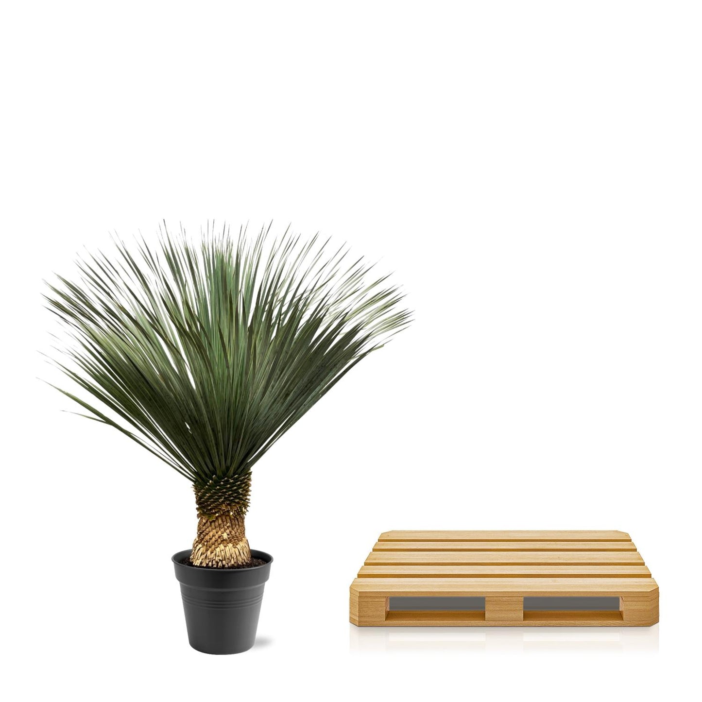 Yucca Rostrata XXL – 130-150 cm – Ø 50 cm